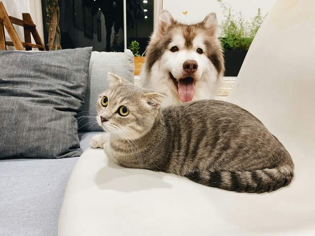 Chien et chat installes cote a cote sur un canape